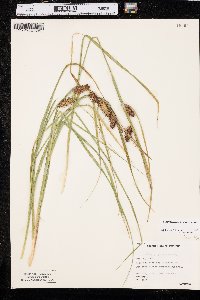 Carex vesicaria var. vesicaria image