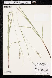 Carex virescens image