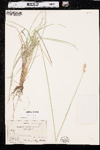 Carex xerantica image