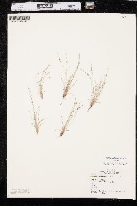 Cyperus aristulatus image