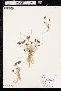 Cyperus bipartitus image