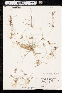 Cyperus bipartitus image