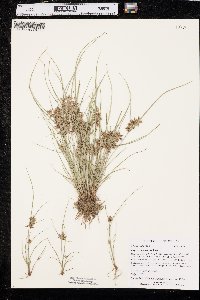 Cyperus bipartitus image