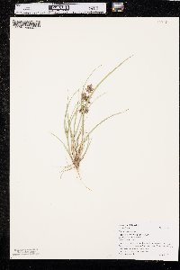 Cyperus diandrus image