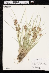 Cyperus diandrus image