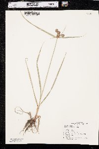 Cyperus echinatus image