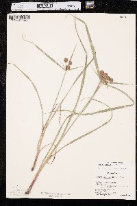 Cyperus echinatus image