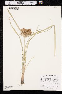 Cyperus engelmannii image