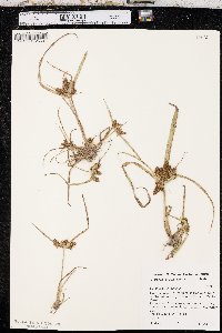 Cyperus erythrorhizos image