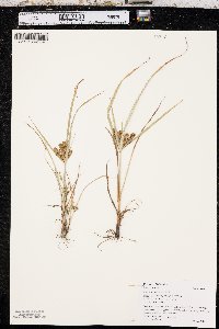 Cyperus erythrorhizos image