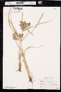 Cyperus erythrorhizos image