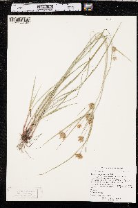 Cyperus × mesochorus image