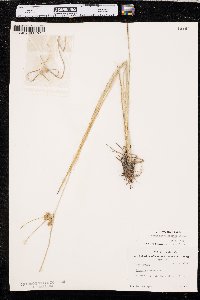 Cyperus pseudovegetus image