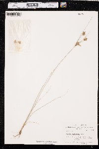 Cyperus schweinitzii image