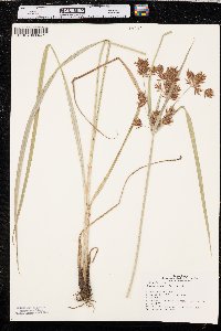 Cyperus setigerus image