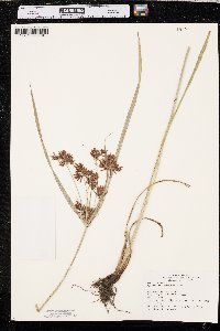 Cyperus setigerus image