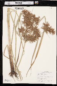 Cyperus setigerus image