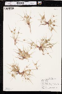 Cyperus squarrosus image