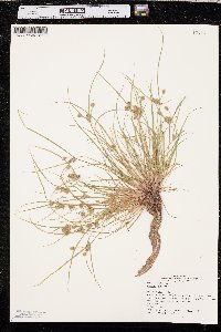 Cyperus squarrosus image