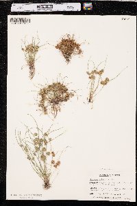 Cyperus squarrosus image