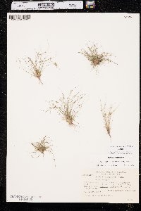 Cyperus subsquarrosus image