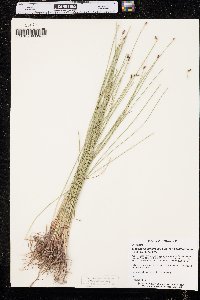 Eleocharis compressa var. acutisquamata image