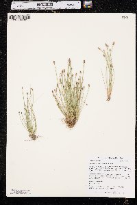 Eleocharis engelmannii image