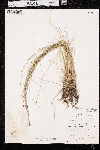 Eleocharis erythropoda image