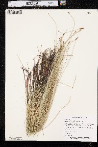 Eleocharis erythropoda image