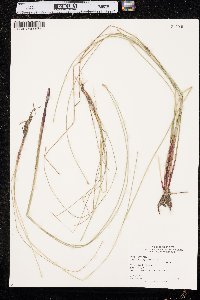 Eleocharis erythropoda image