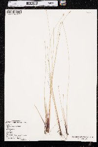 Eleocharis erythropoda image