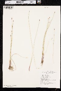 Eleocharis erythropoda image