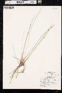 Eleocharis erythropoda image