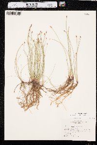 Eleocharis erythropoda image