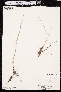 Eleocharis erythropoda image