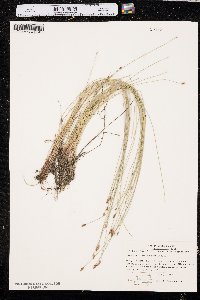 Eleocharis erythropoda image