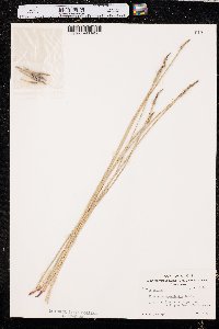 Eleocharis macrostachya image