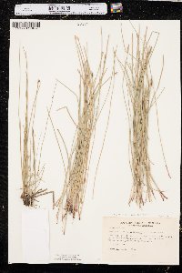 Eleocharis macrostachya image