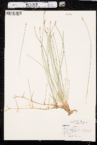 Eleocharis macrostachya image