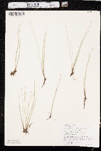 Eleocharis quinqueflora image