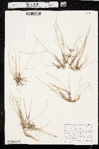 Eleocharis wolfii image