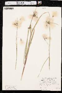 Eriophorum angustifolium image