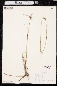 Eriophorum angustifolium image