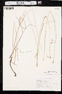 Eriophorum gracile image