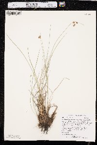 Fimbristylis puberula image