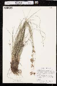 Fimbristylis puberula var. puberula image