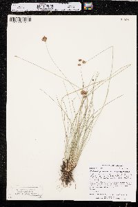 Fimbristylis puberula var. puberula image