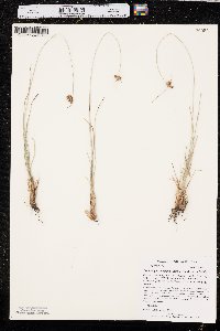 Fimbristylis puberula var. puberula image