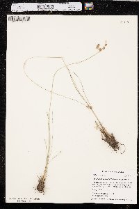 Fimbristylis puberula image