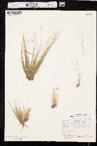 Isolepis carinata image